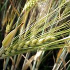 Unser tägliches Brot