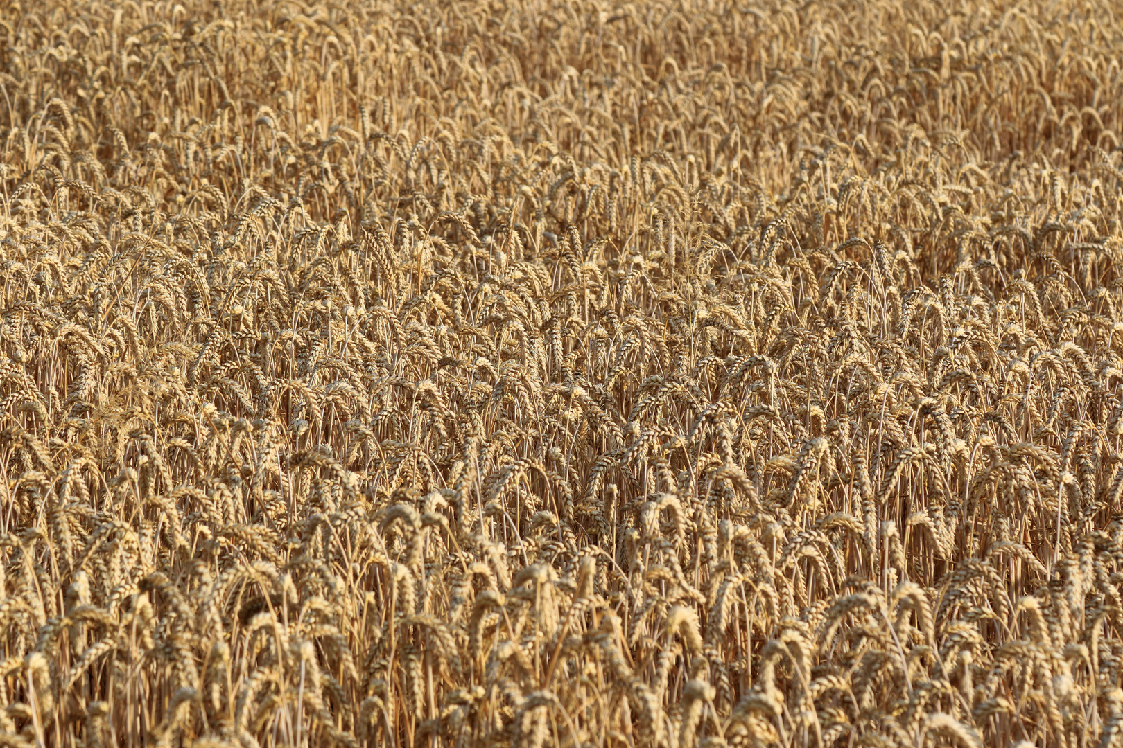 unser taegliches Brot