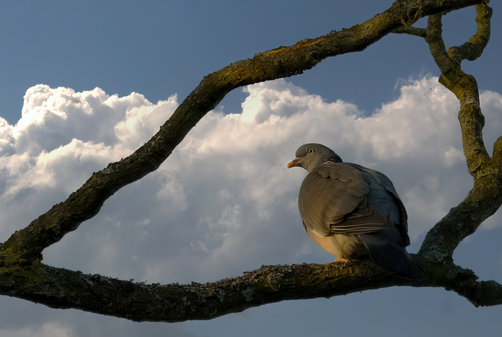 Unser Täubchen ( Columba palambus)