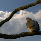 Unser Täubchen ( Columba palambus)