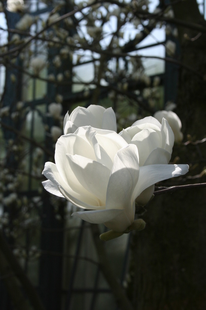 Unser Tag der Magnolie 1