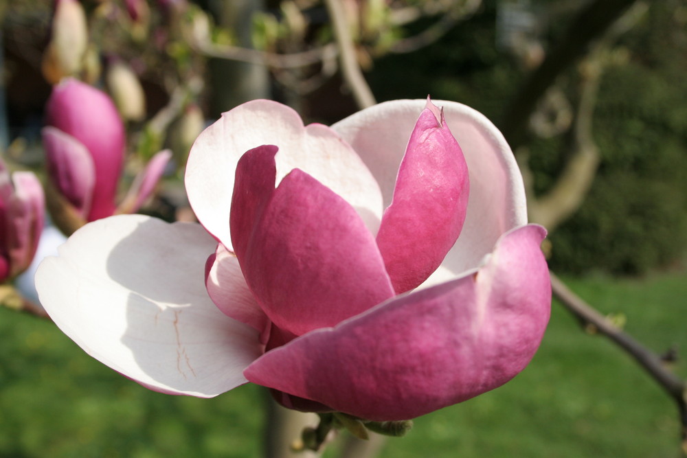 Unser Tag der Magnolie 3