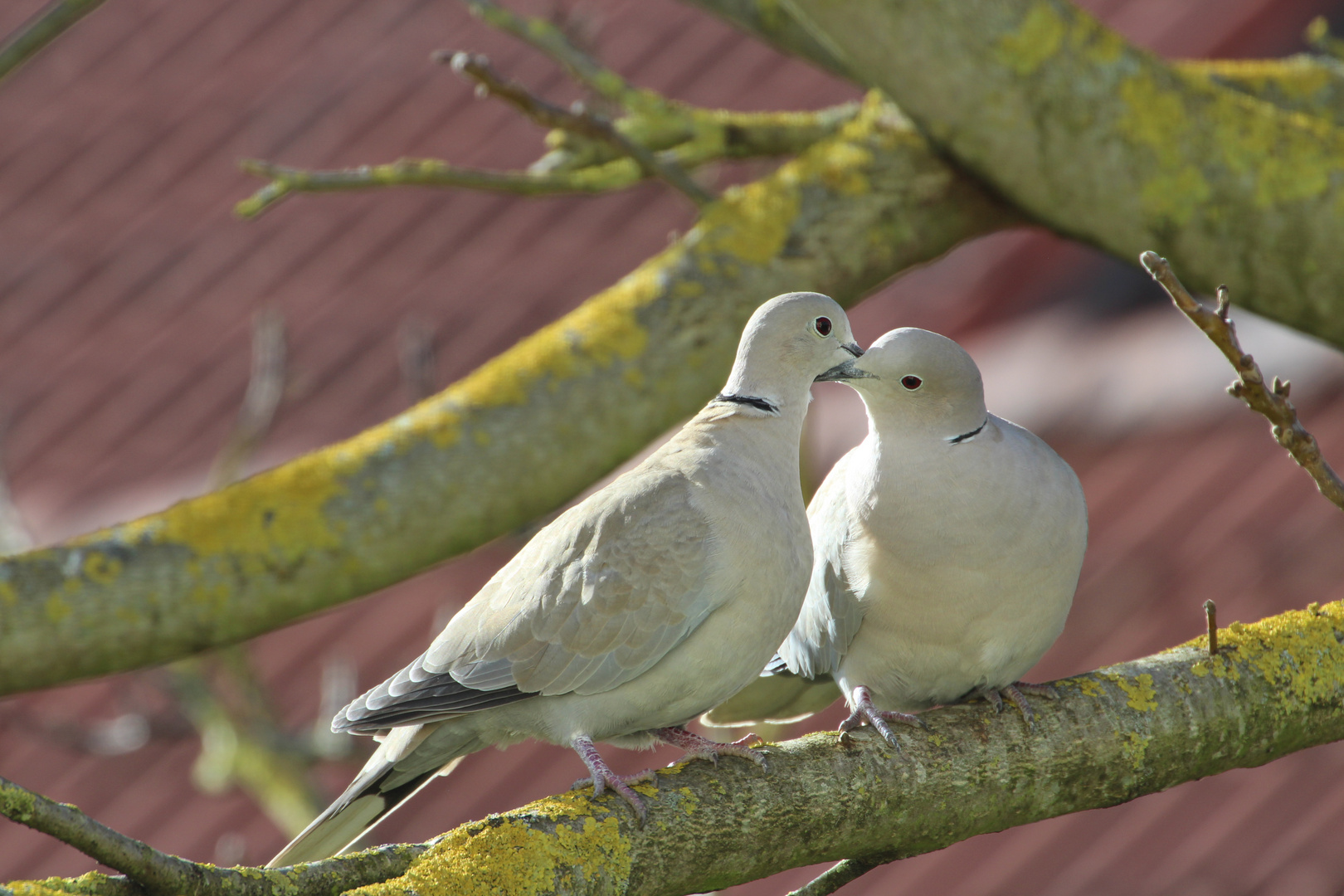 unser Taubenpärchen