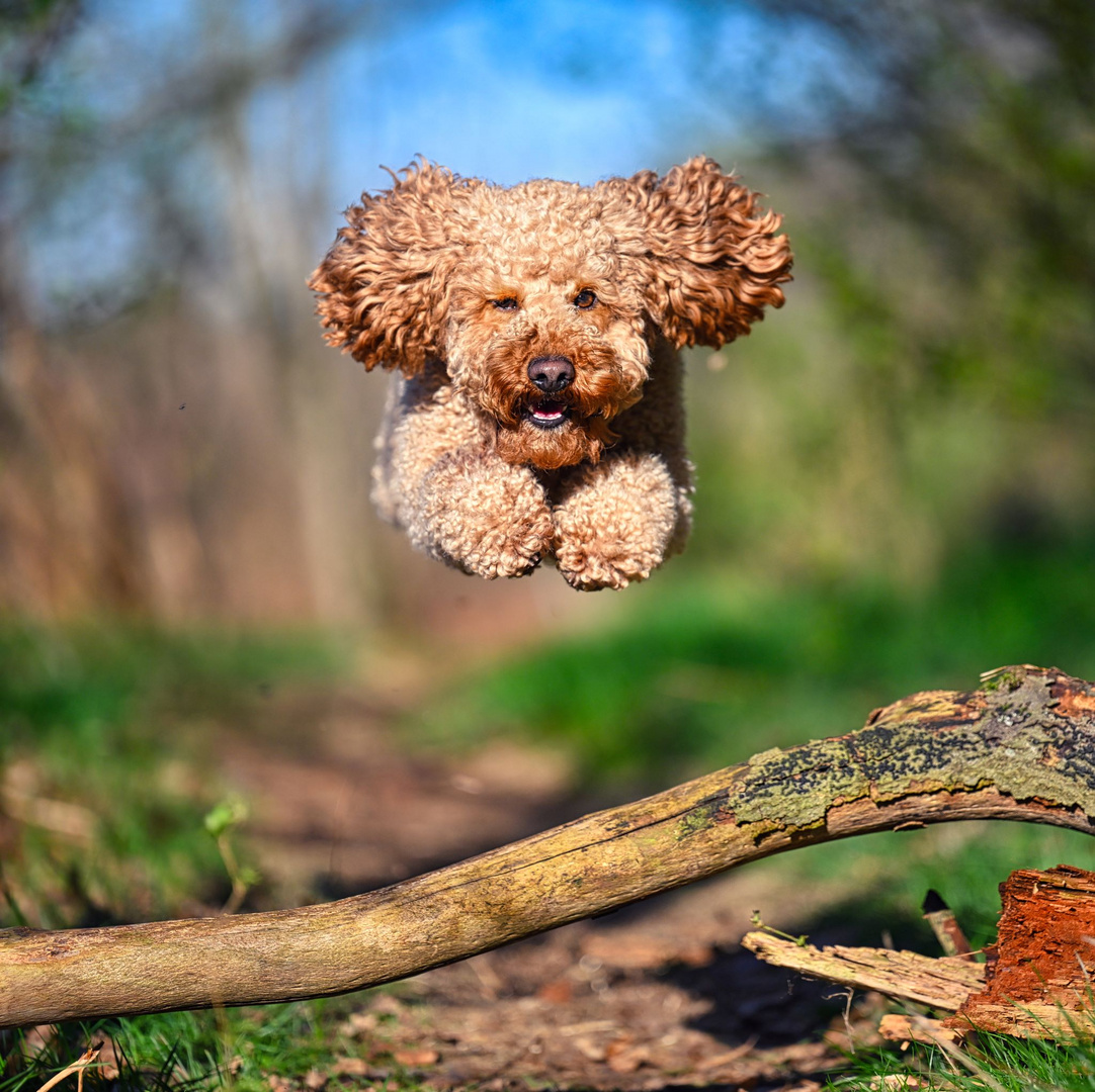 Unser Teddy nimmt jetzt Flugstunden ....