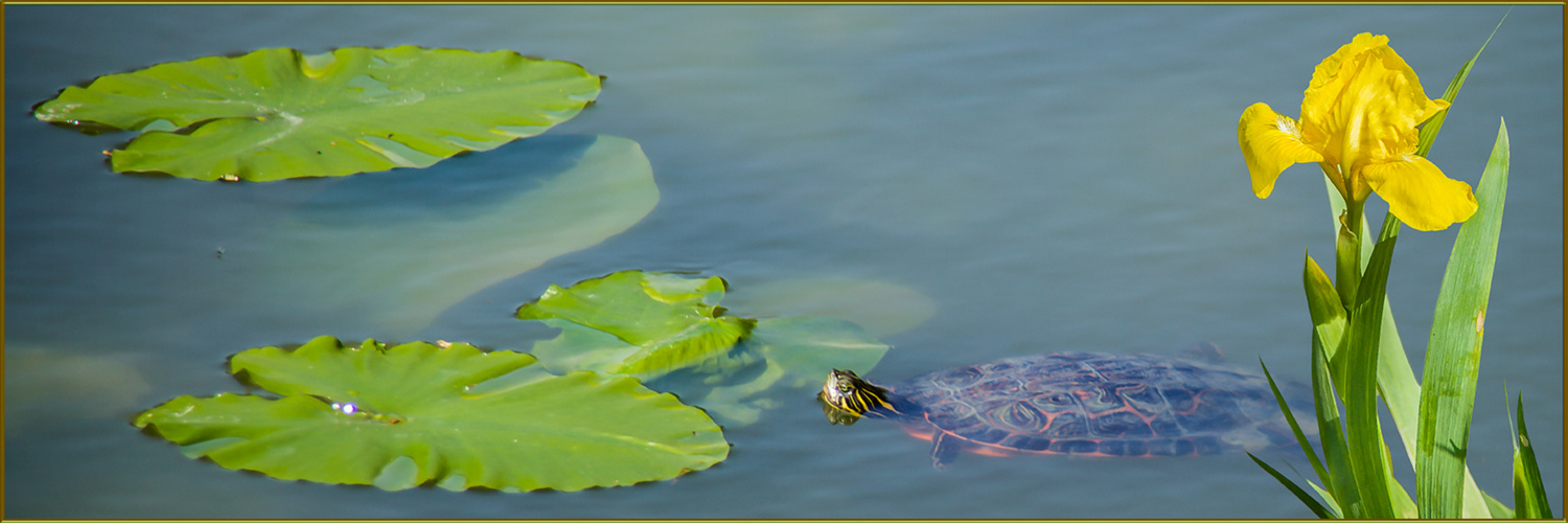 Unser Teich