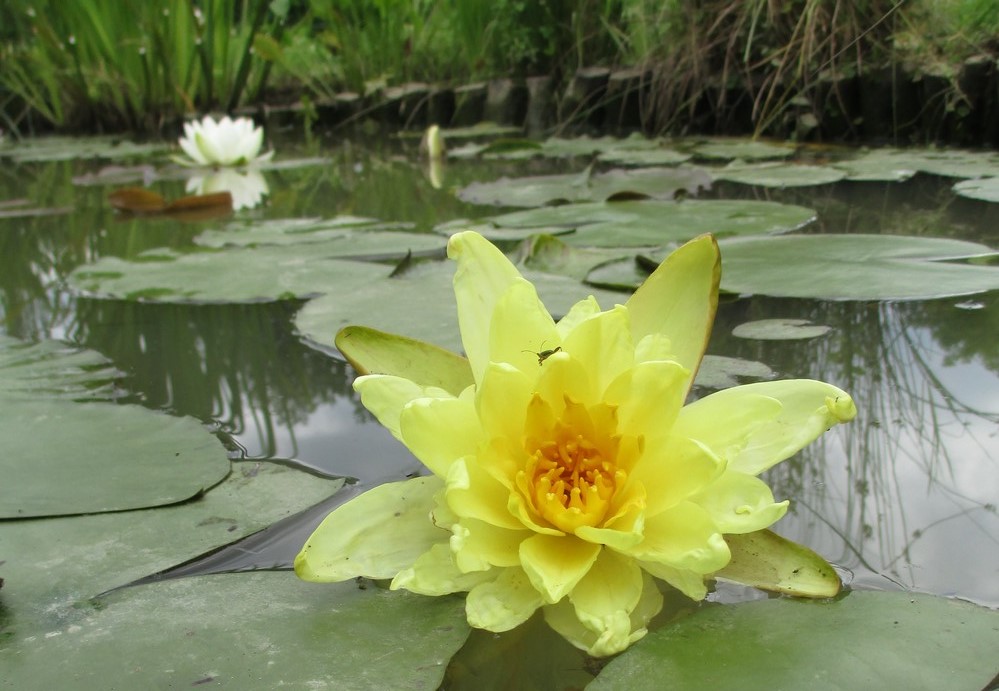 Unser Teich aus der Froschperspektive