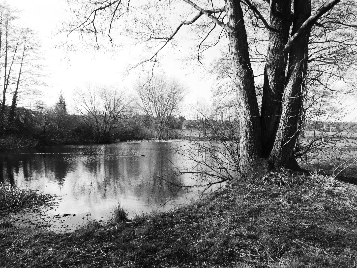 Unser Teich in schwarz weiss