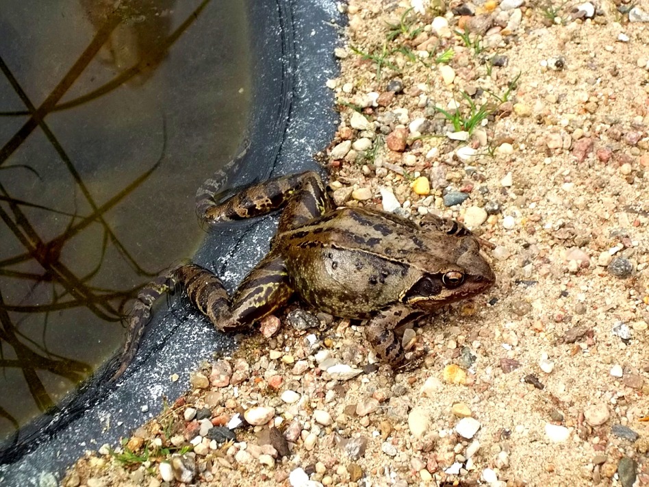 Unser Teichbewohner Foto & Bild tiere, mein garten, teich Bilder auf