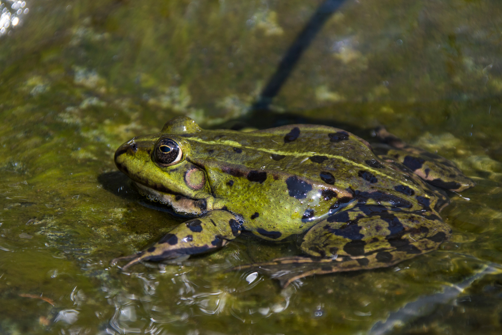 Unser Teichfrosch