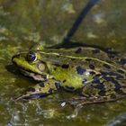 Unser Teichfrosch