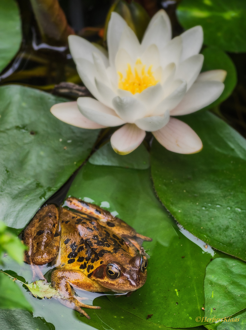 unser Teichfrosch