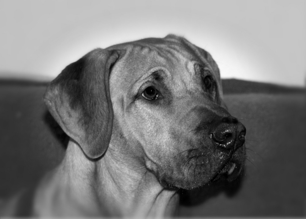 unser Tequila von seiner schönsten Seite (Rodesian Ridgeback)