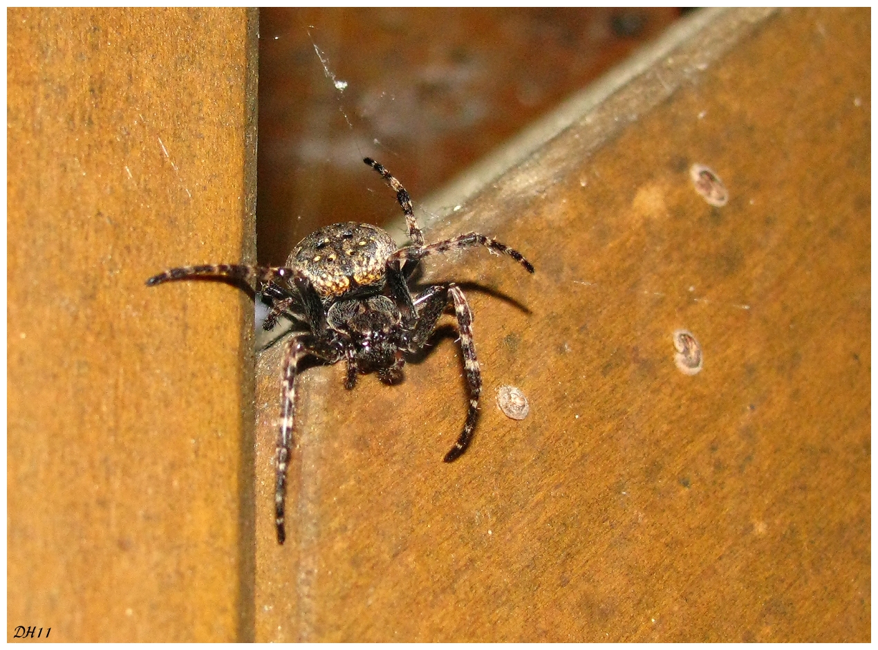 unser Terrassenwächter 2