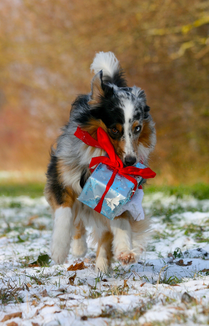 Unser tierischer Geschenkbote!