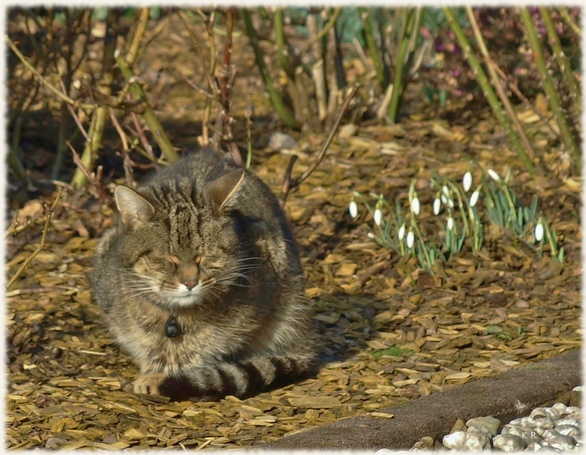 Unser Tiger genießt ...