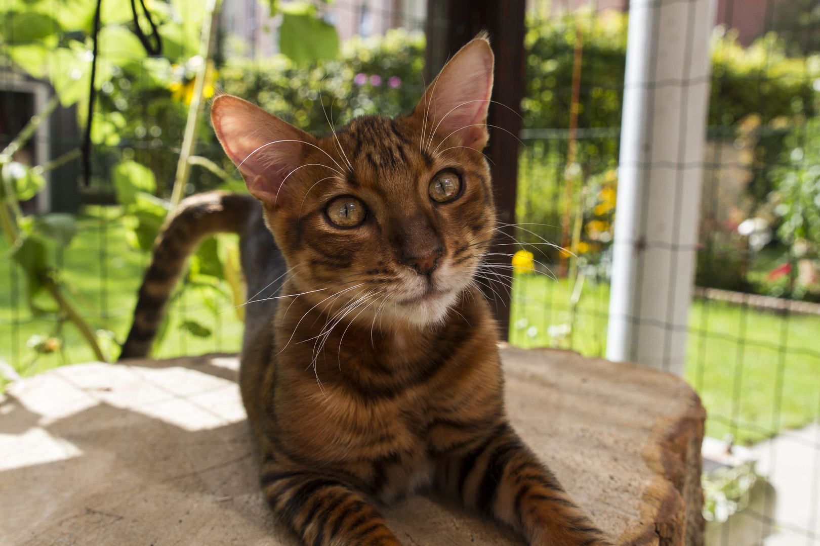 Unser Toyger Tyrion im Freigehege 1