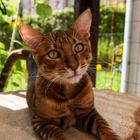 Unser Toyger Tyrion im Freigehege 1