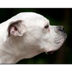 Unser treuer Begleiter Xena ( American Bulldogge )