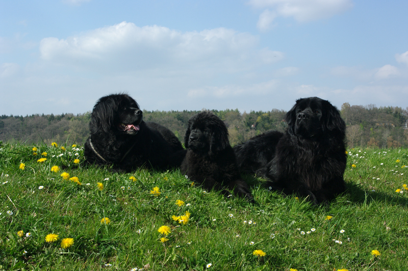 Unser Trio