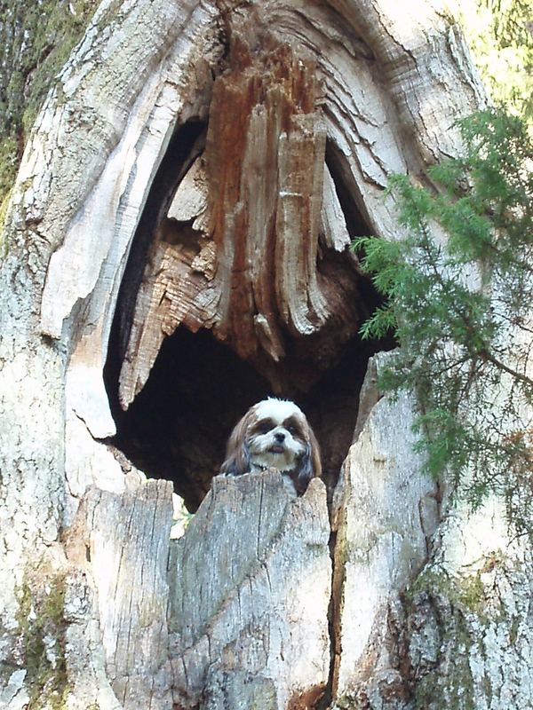 Unser Troll in Schweden