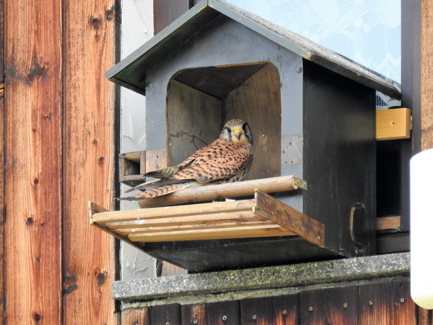 Unser Turmfalkengelege