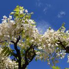 Unser Urlaub nach Como See  Italien und Toskana und Blumen Sind an Blühen.