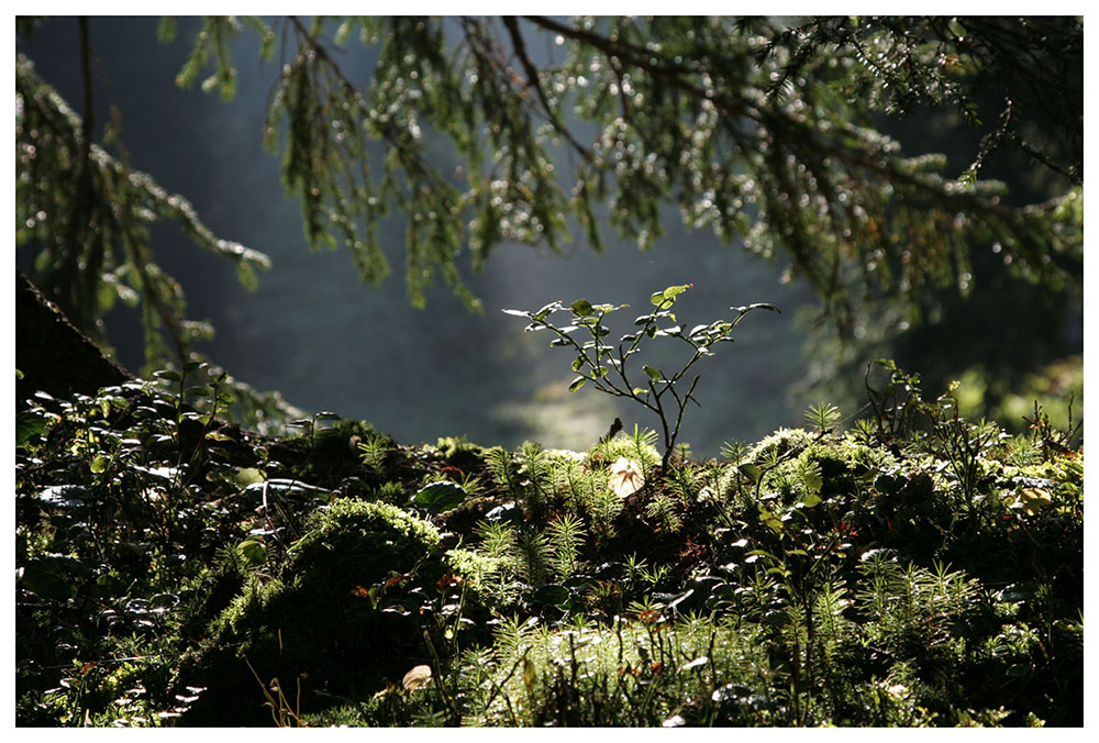 unser Urwald wächst....