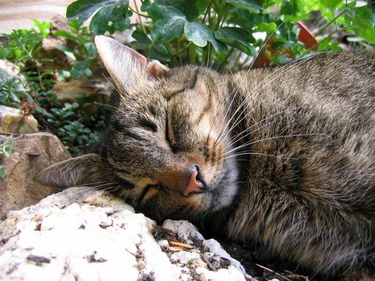 Unser "Wachhund" ;-)