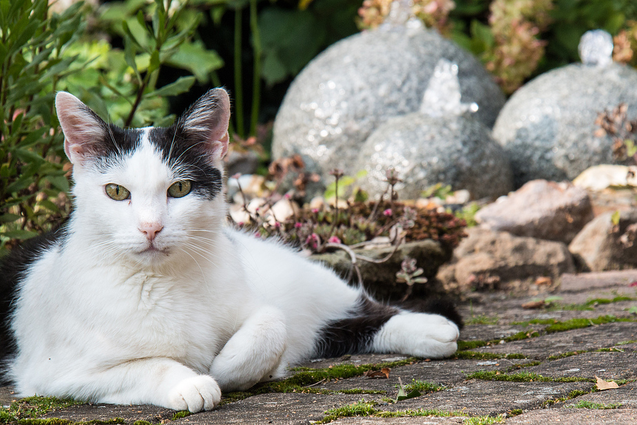 ... unser wachsamer Kater ...