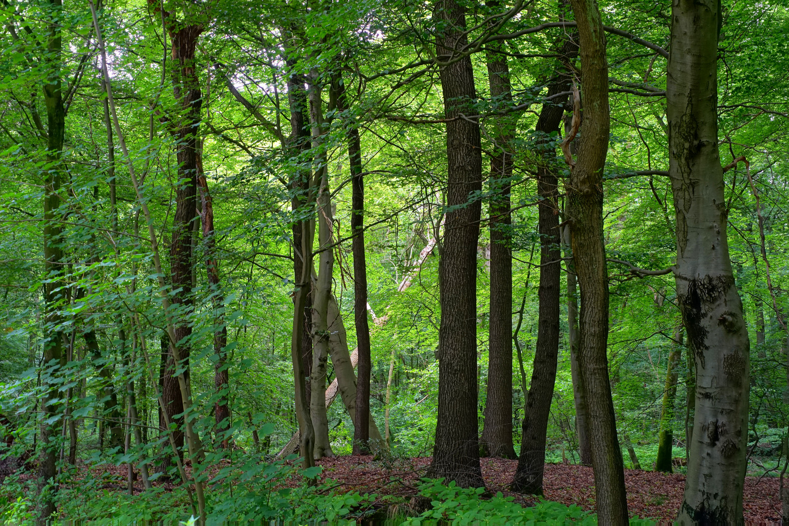 Unser Wald (5)