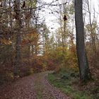 ...unser Wald