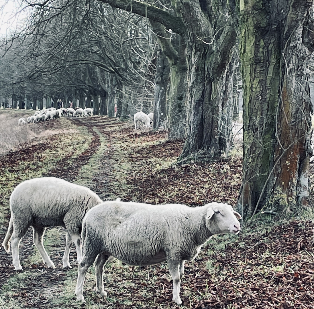 Unser Wald 