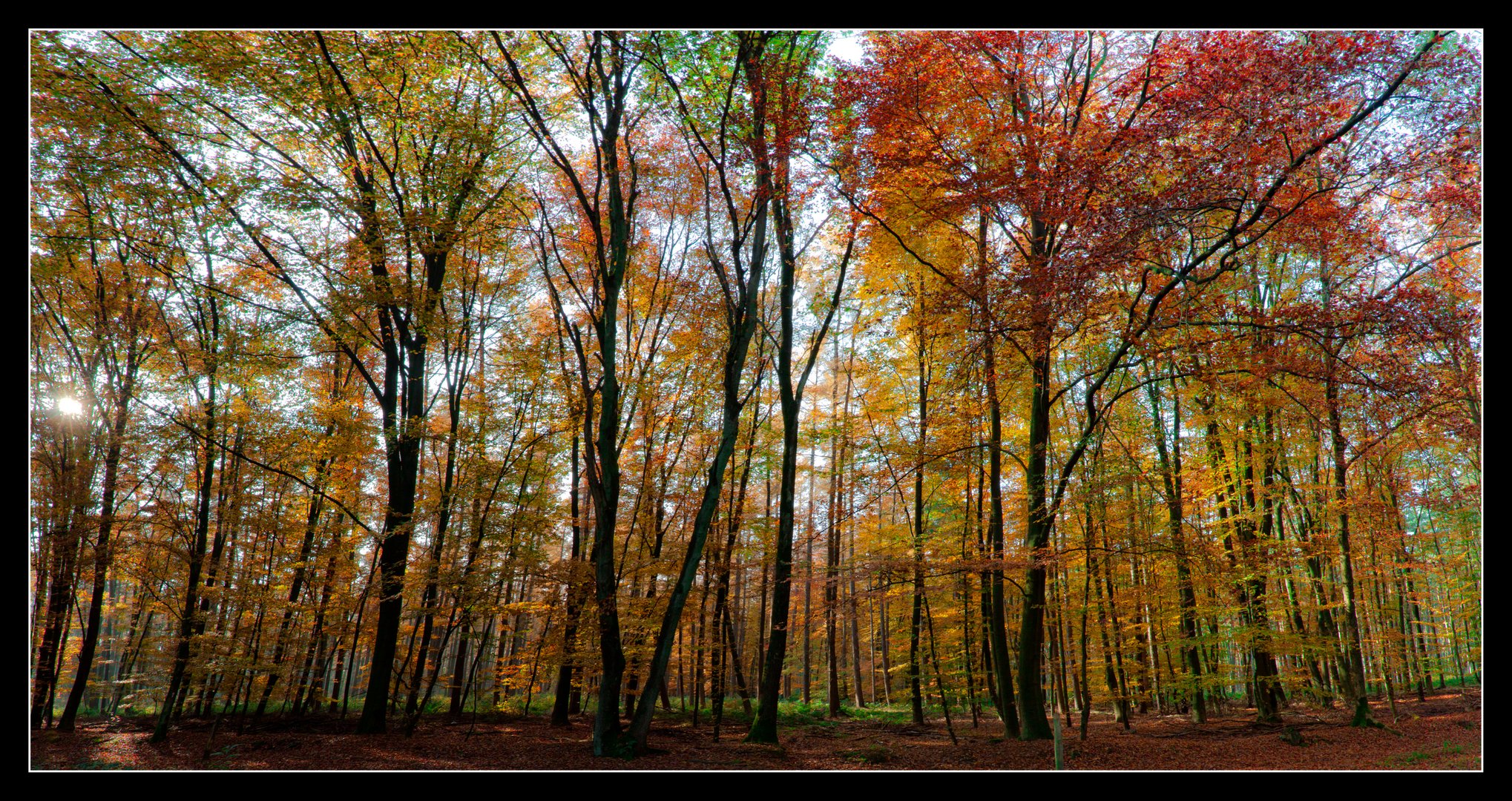 Unser Wald im Herbst