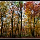 Unser Wald im Herbst