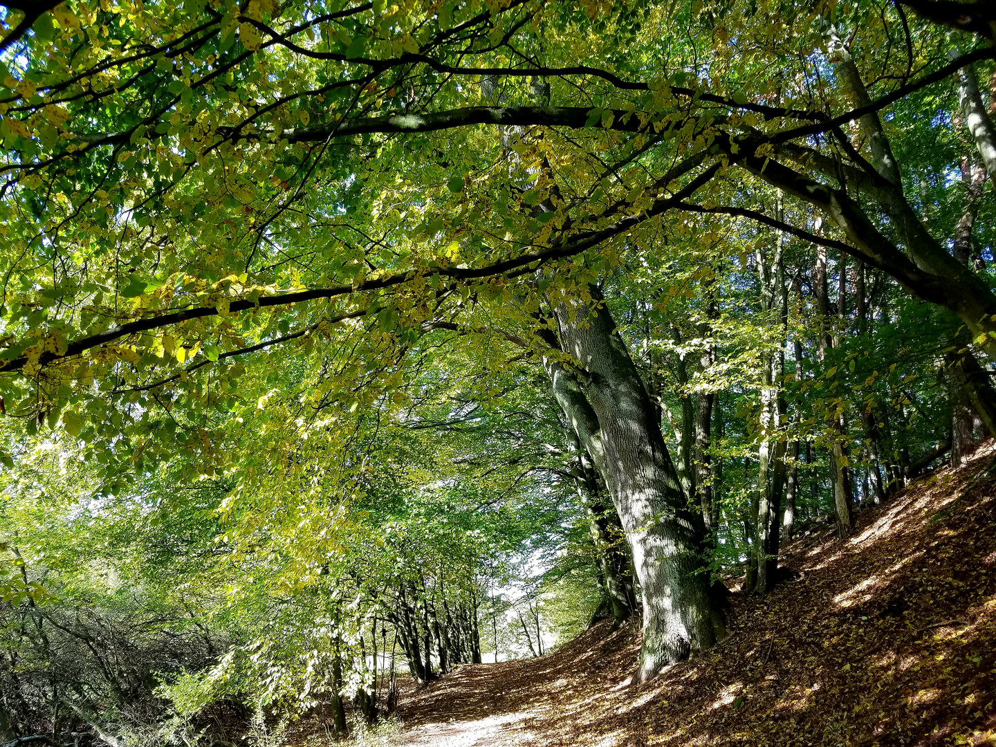 Unser Wald in Mackenbach