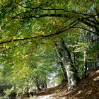 Unser Wald in Mackenbach