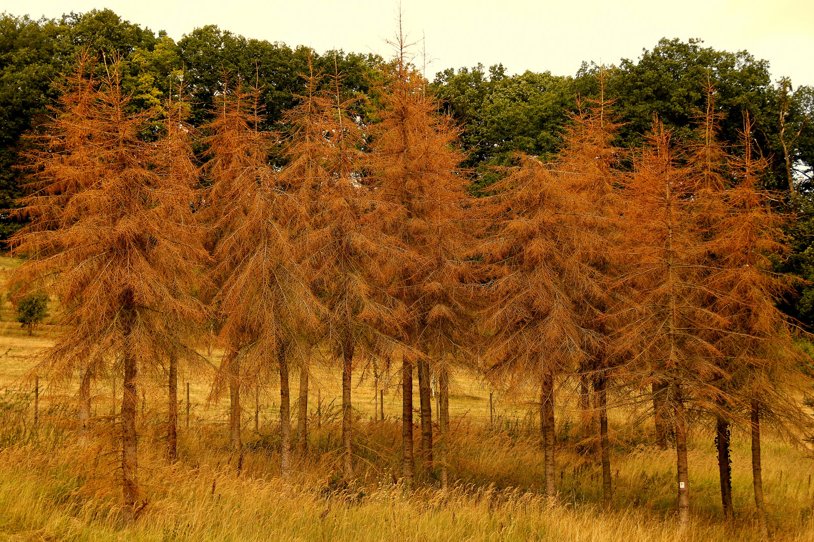 unser Wald stirbt