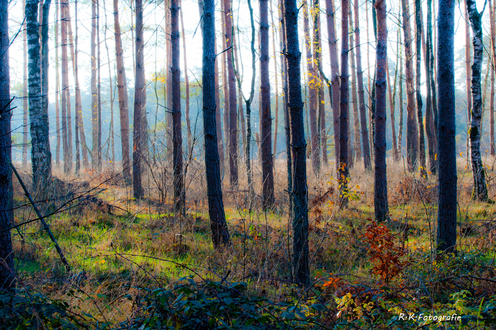 Unser Wald . Unser Lebensraum