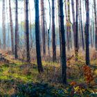 Unser Wald . Unser Lebensraum