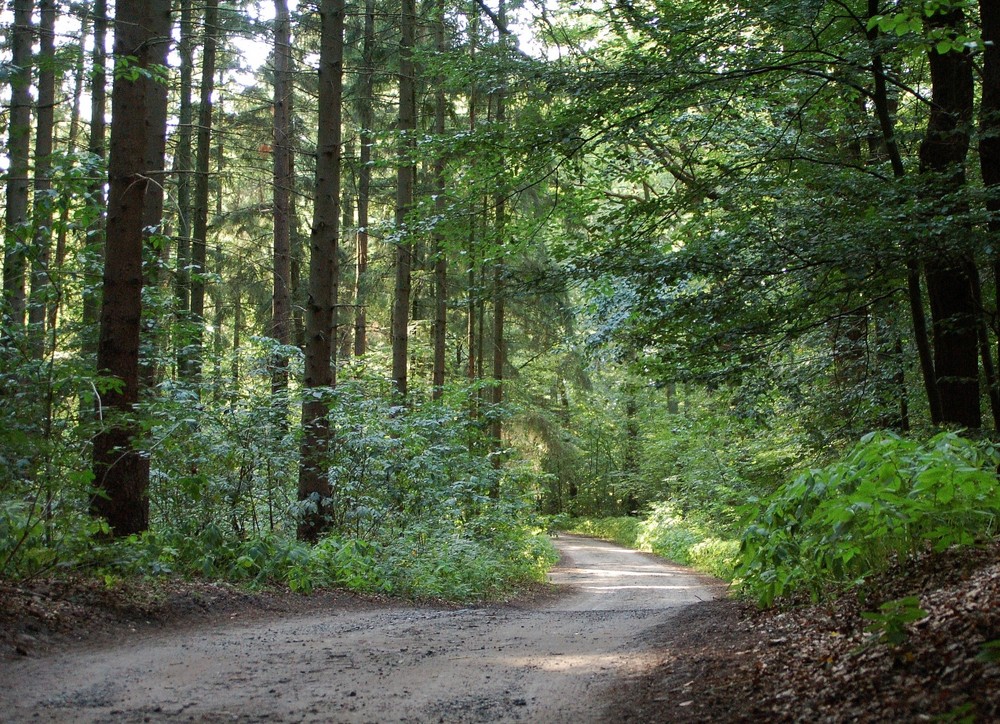 Unser Waldweg