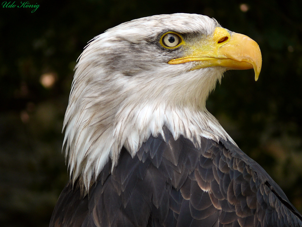 Unser Wappentier der Seeadler