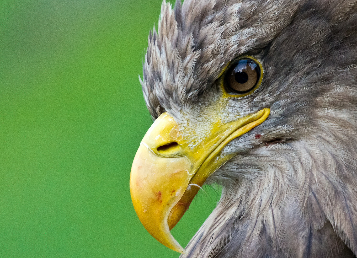 Unser Wappenvogel im Wildpark Niendorf III. Teil