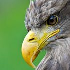 Unser Wappenvogel im Wildpark Niendorf III. Teil