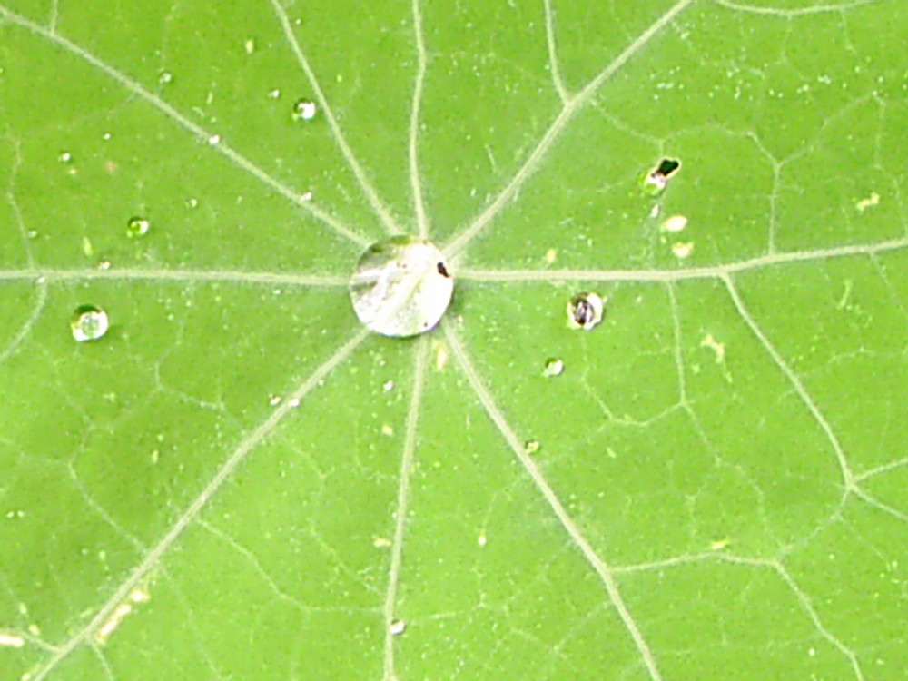 unser Wasserspeicher Foto & Bild | pflanzen, pilze & flechten, blüten