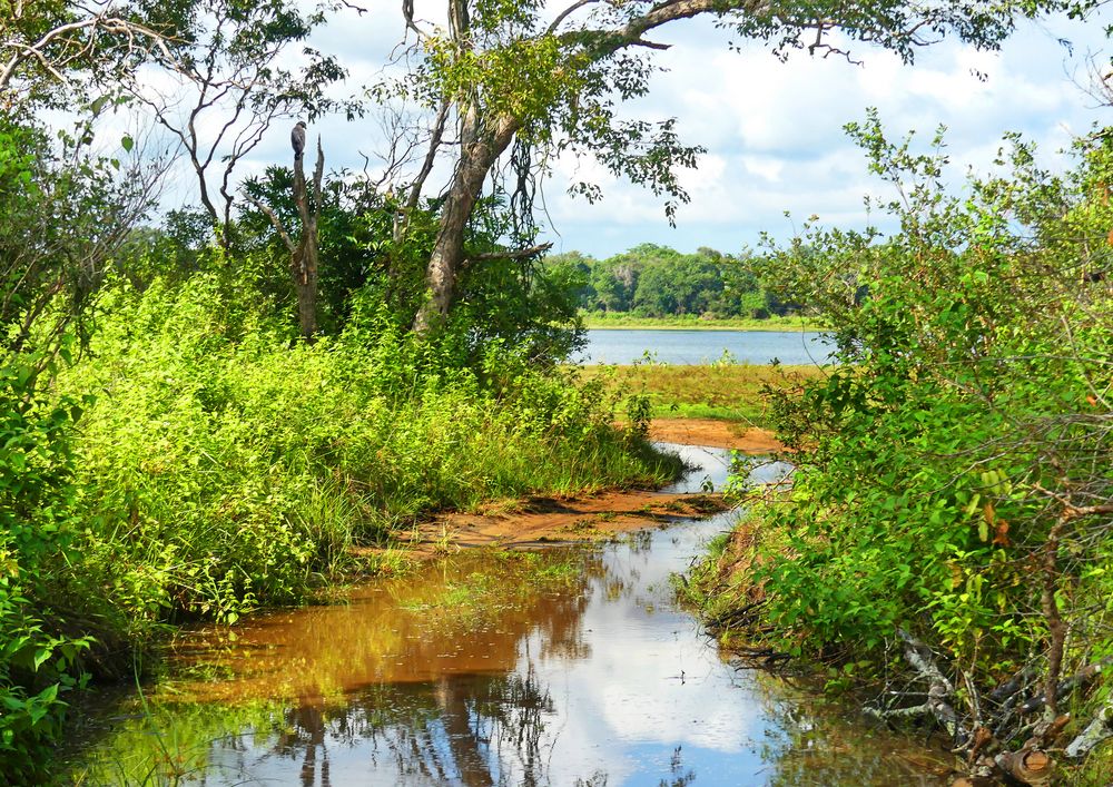 Unser Weg in Wilpattu