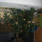 Unser Weihnachtsbaum Dez 2004