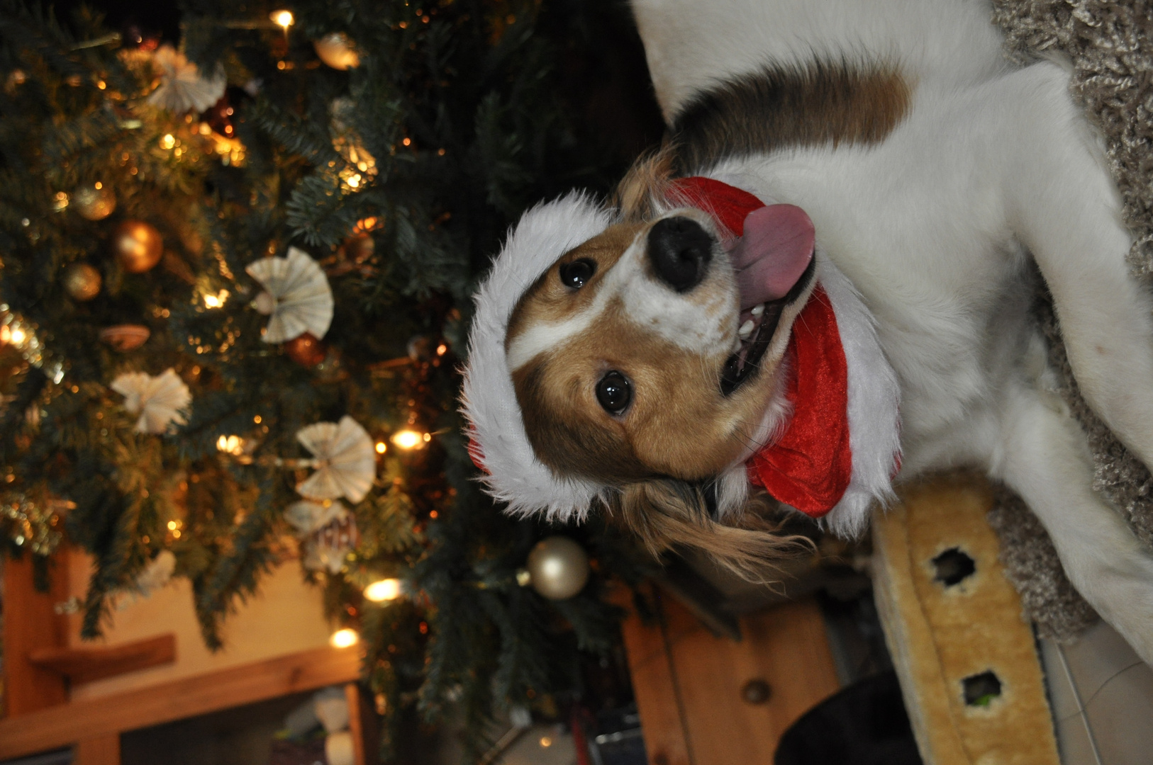 Unser Weihnachtshund