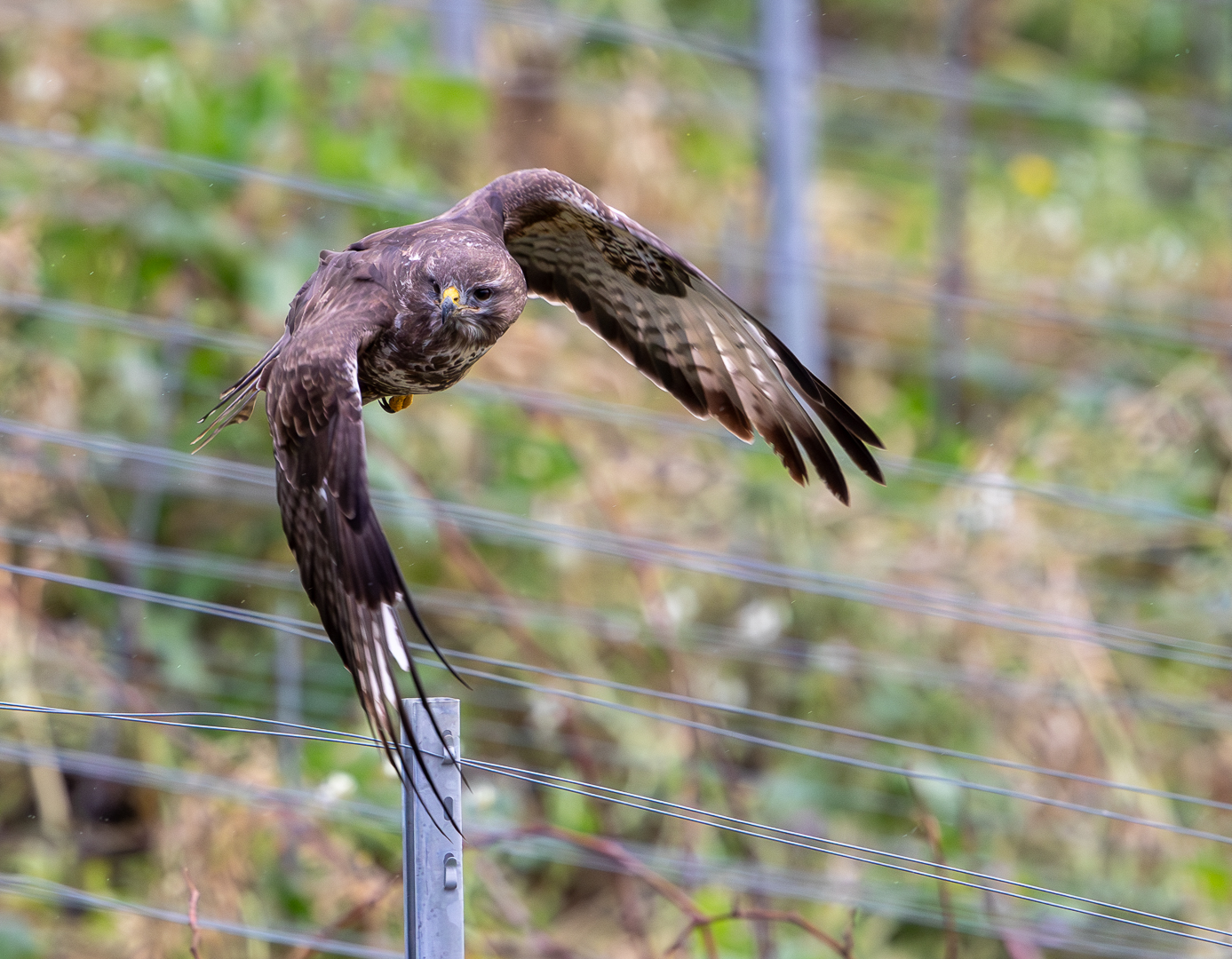 Unser Weinberg Bussard ...