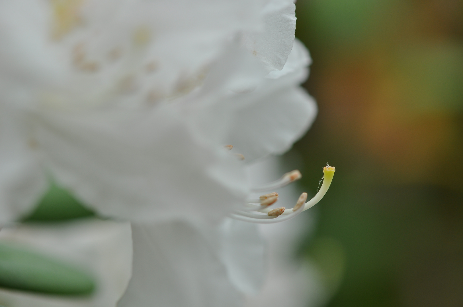 "Unser" weißer Rhododendron