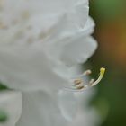 "Unser" weißer Rhododendron